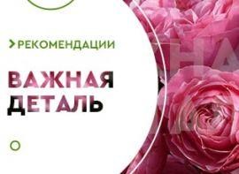 На якій відстані садити троянди - корисні статті про садівництво від Agro-Market