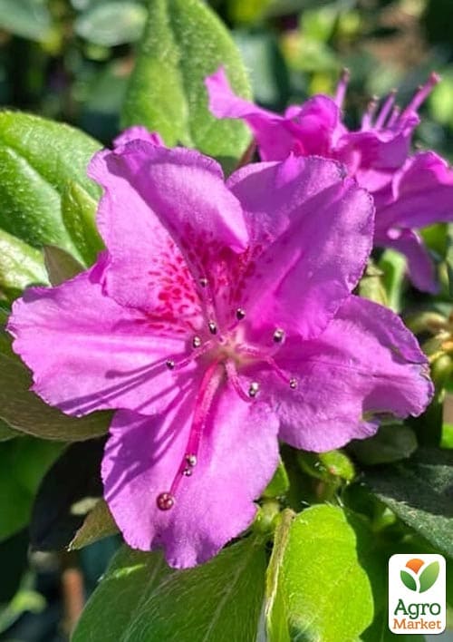 

Азалия японская Konigstein (Кенигштайн)