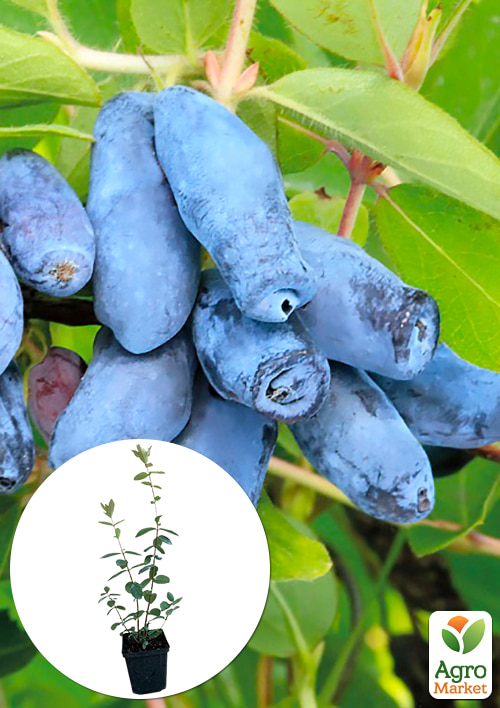 

Эксклюзив! Жимолость синяя Чайка (Gull) (премиальный сорт, среднераннего срока созревания)