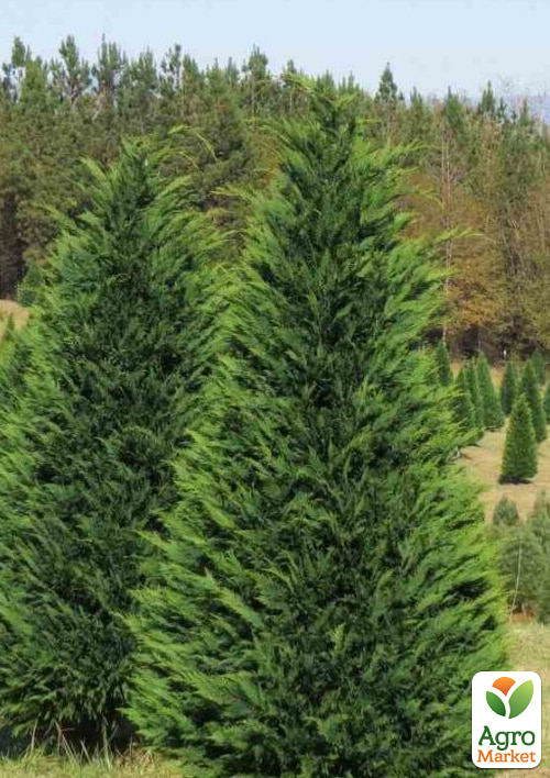 Купрессоципарис Лейланда «Green Rocket» (контейнер Р9) 1 саджанець в упаковці