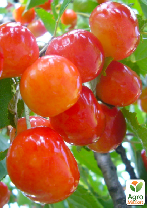 

Черешня розовая Розовинка ранняя