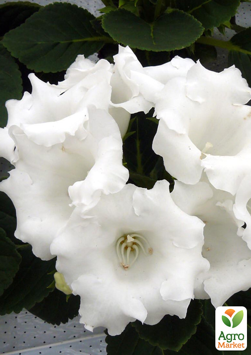 

Глоксинія Аванті F1 біла ТМ Vesna Select 5шт