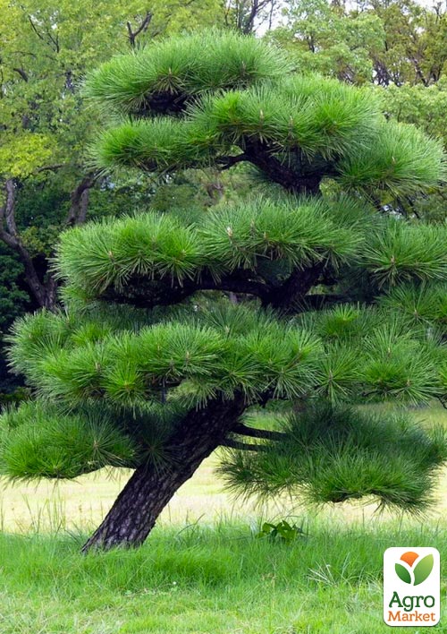 

Сосна Тунберга 5-річна Pinus Thunbergii С3, висота 90-100см (ідеальна для бонсай)