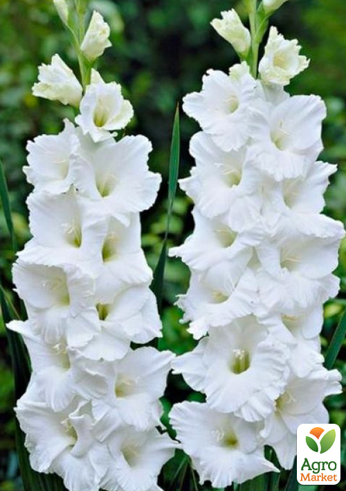 

Гладіолус Nova Zembla