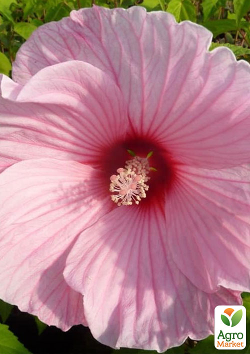 

Гібіскус трав'янистий рожевий Ніжна стихія (Gentle nature)