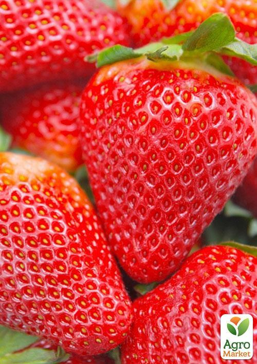 

Клубника Джоли (Joly) (средний срок созревания)