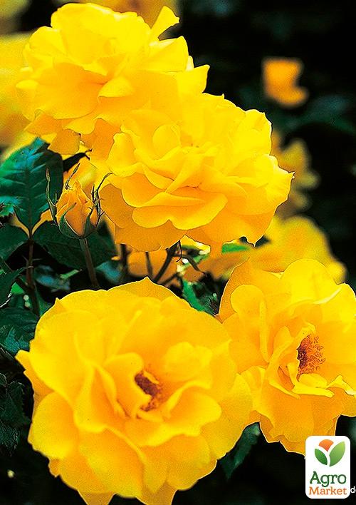 

Эксклюзив! Роза флорибунда ярко-жёлтая Дамский каприз (Ladies caprice) (премиальный обильноцветущий сорт)