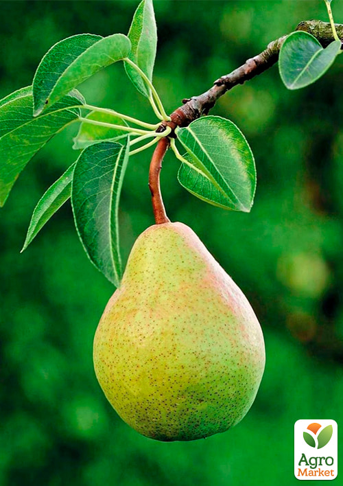 

Груша Мадам Балле (зимовий сорт, пізній термін дозрівання)