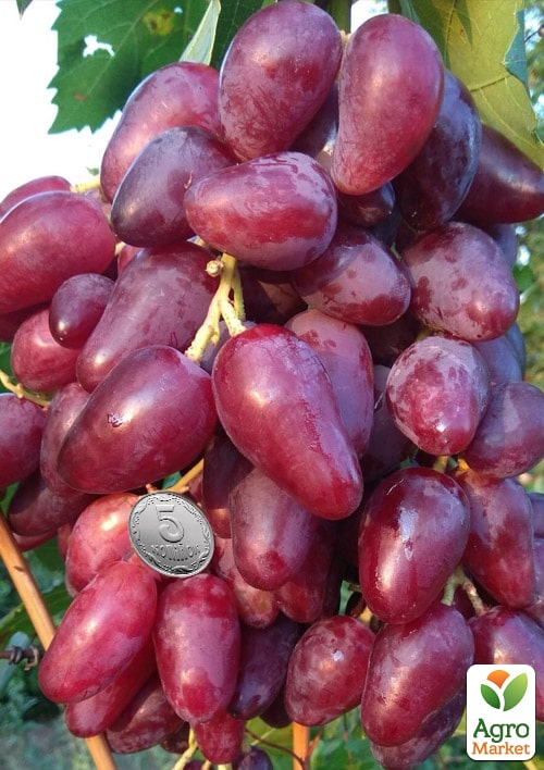 

Виноград Дубовський Рожевий (величезне гроно 1000-1500 гр, гігантська ягода) 1 саджанець в упаковці