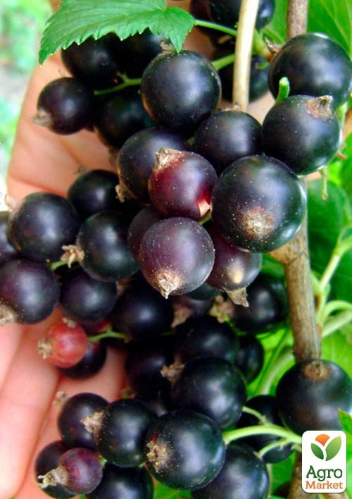 

Смородина черная Орес укорененная в контейнере (ранний срок созревания)