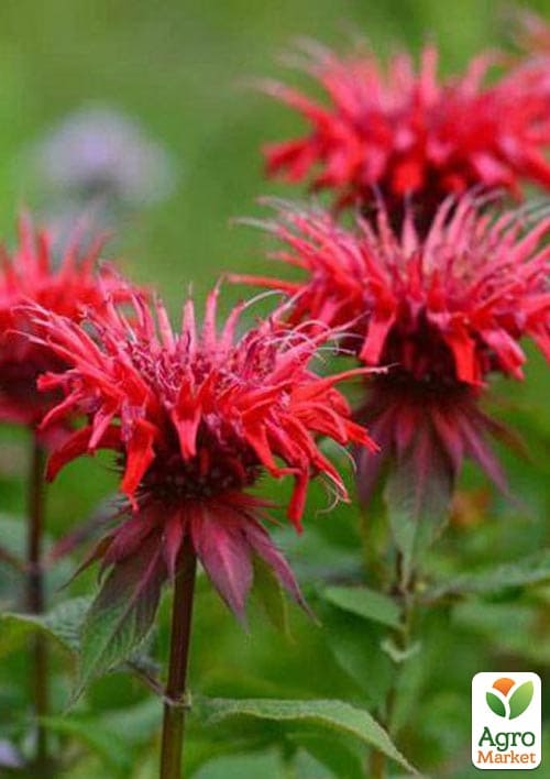 

Бергамот (Монарда) Red Joy