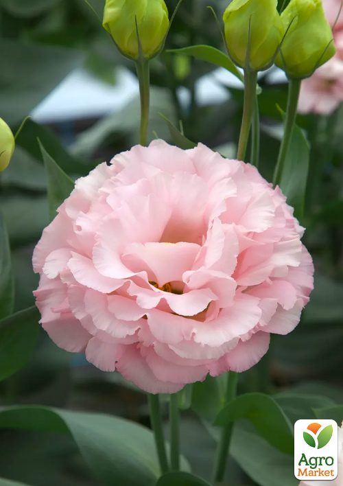 

Еустома махрова «Corelli Peach» укорінена в контейнері Р9