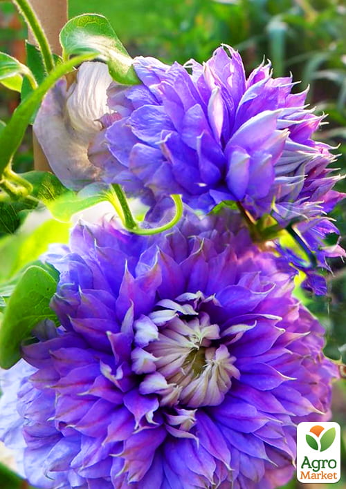 

Клематис Blue Light