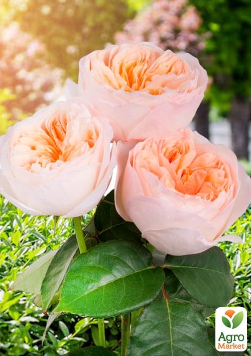 

Роза английская Juliet (саженец класса АА+) высший сорт