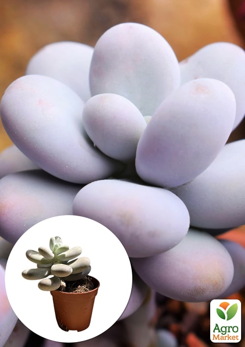 

Суккулент Пахифитум Pachyphytum Oviferum