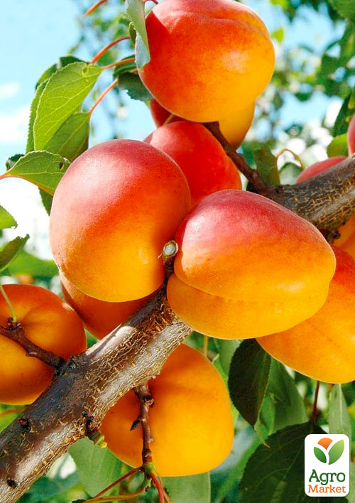 

Абрикос Харогем (літній сорт, пізній термін дозрівання)