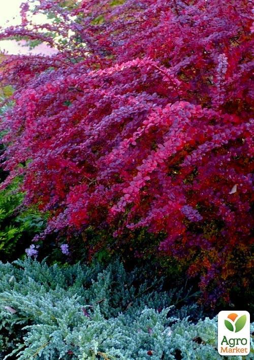 

Барбарис Тунберга Red Chief (контейнер P9, высота 10-15 см)