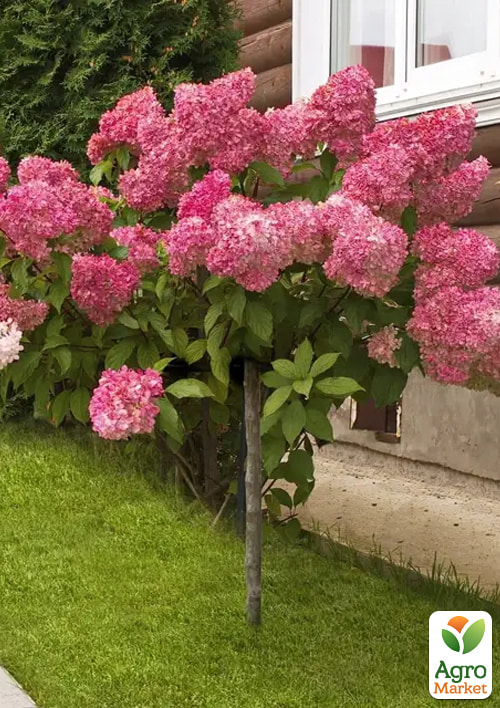 

Гортензия метельчатая на штамбе Fraise Melba С7, высота 80-100см