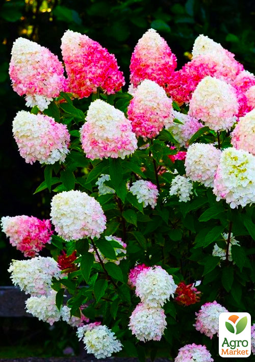 

Гортензия метельчатая Raspberry Pink(Hydrangea paniculata Raspberry Pink)