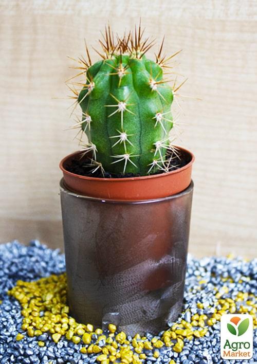 

Кактус Ехіноцереус (Echinocereus dubius) (Нідерланди)