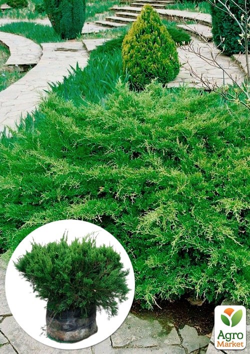 

Ялівець середній Pfitzeriana (ком/сітка) діаметр 50-60 см