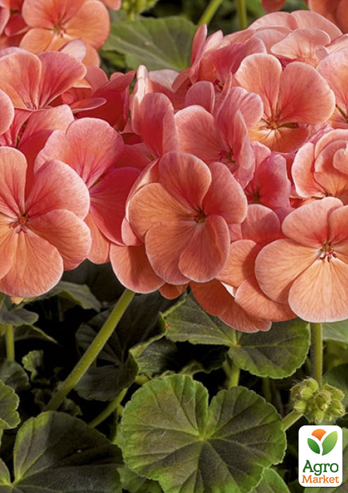 

Пеларгония Буллз Ай F1 salmon ТМ Профессиональные семена 50шт