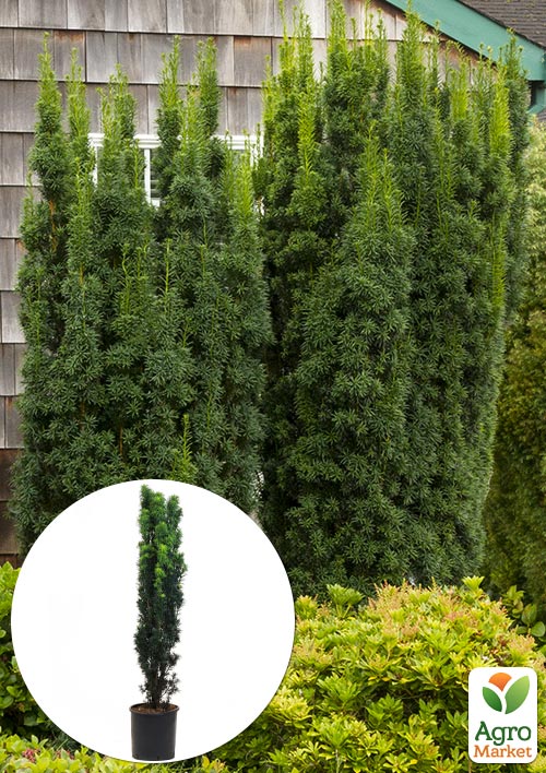 LMTD Тис колоновидний "Hicksii" 3-х річний (висота 70-90см) 1 саджанець в упаковці Нідерланди