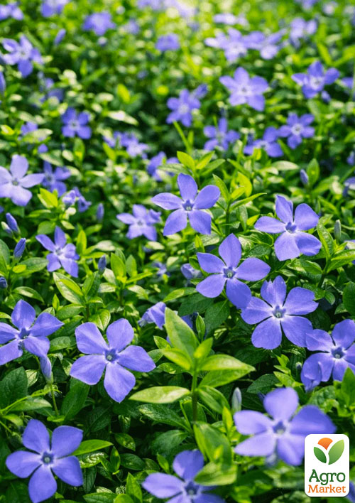 

Барвінок великий Vinca Major (ефектний ґрунтопокривний багаторічник)