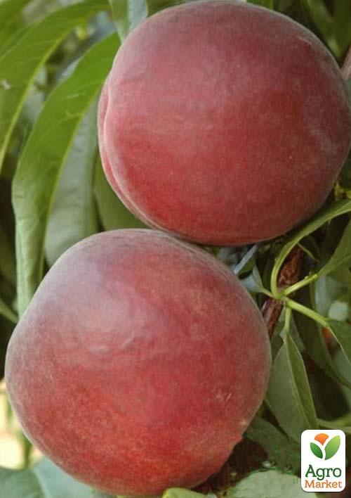 

Персик Екстрім-6 (літній сорт, дуже ранній термін дозрівання)