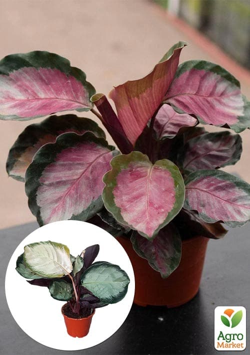 

Калатея Roseo Rosy высота 35-45см