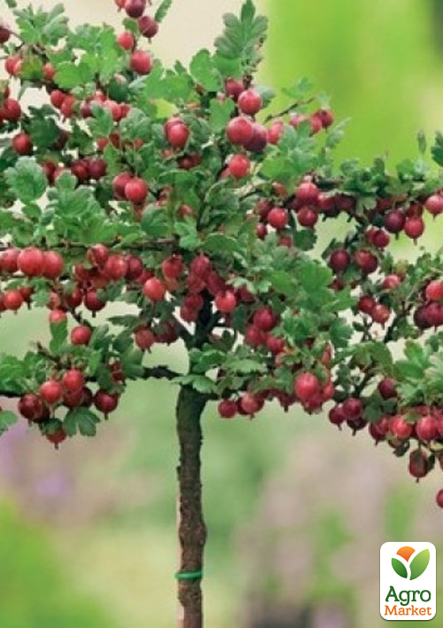 

Агрус на штамбі Хінномакі Рот (Hinnonmaki Rot) (середній термін дозрівання)