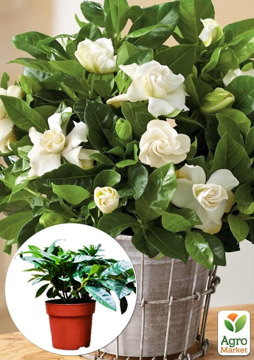 

Гардения жасминовидная The first love (Gardenia jasminoides)