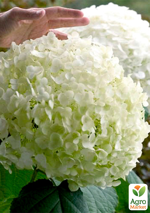 

Гортензія 2-х річка деревоподібна Strong Annabelle вазон С1, висота 20-30см