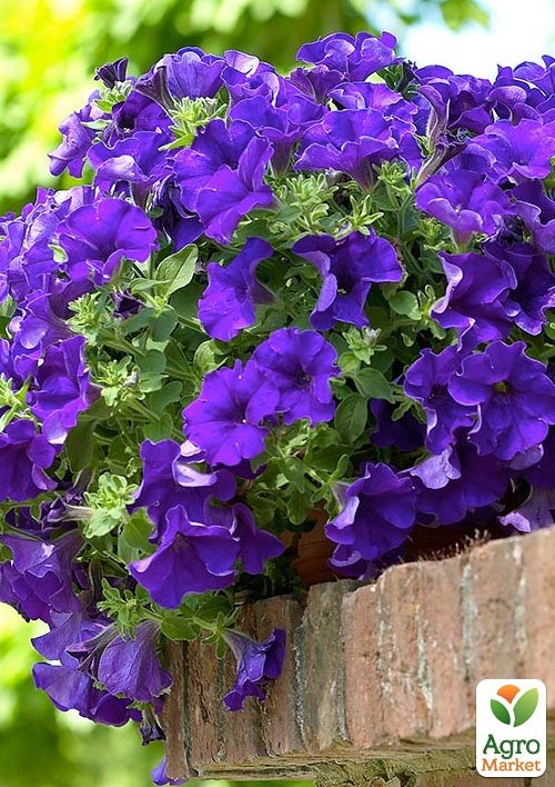 

Сурфінія Giant Blue (контейнер № 10, висота 10-15 см)
