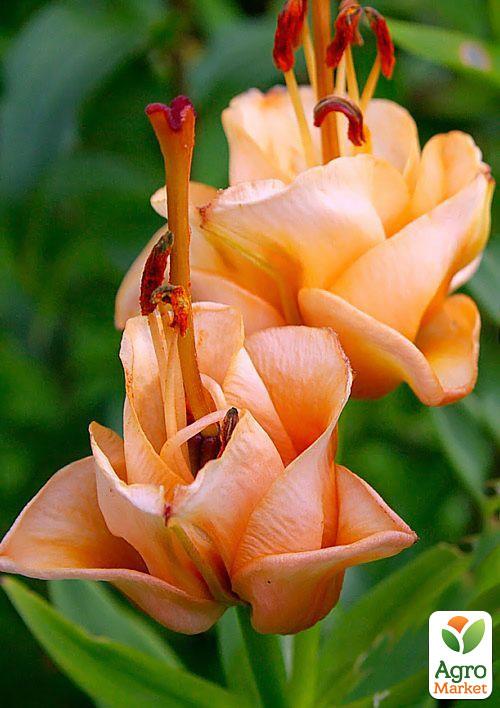 

Лилия Apricot Fudge (Лилия-роза) 1шт в упаковке