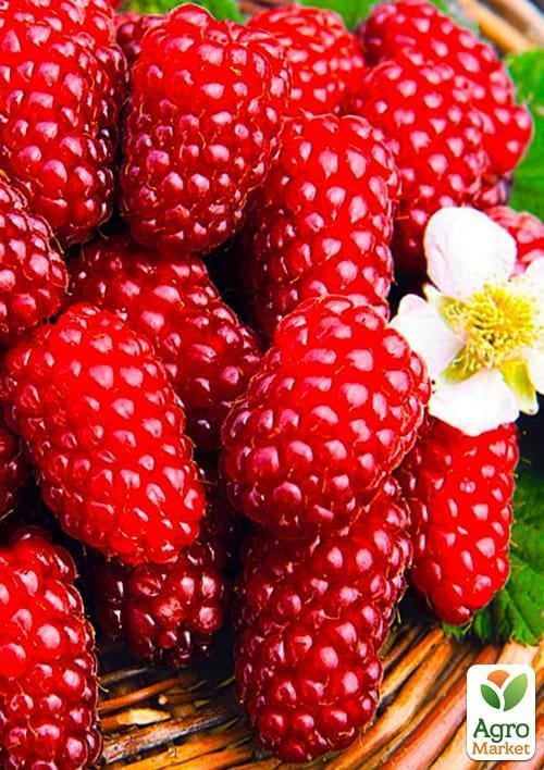 

Малинно - ежевичный гибрид Логанберри (Loganberry) (ранние сроки созревания)