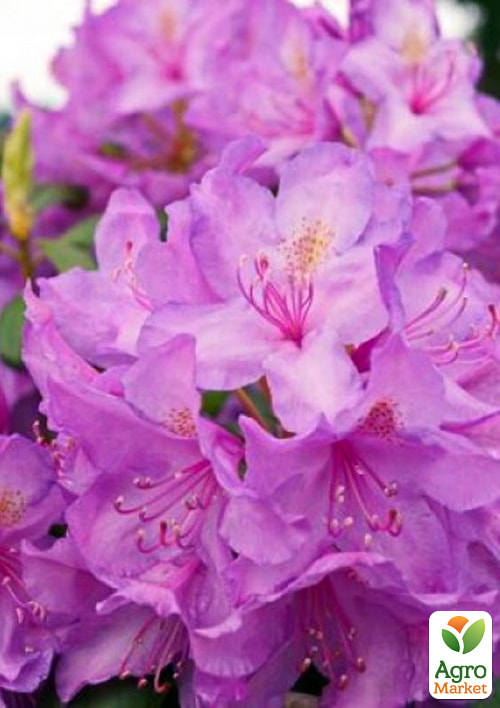 

Рододендрон ліловий Кетевбинський Грандіфлорум (Catawbiense Grandiflorum)