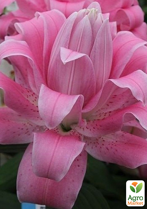 

Лілія Махрова Lotus Dream