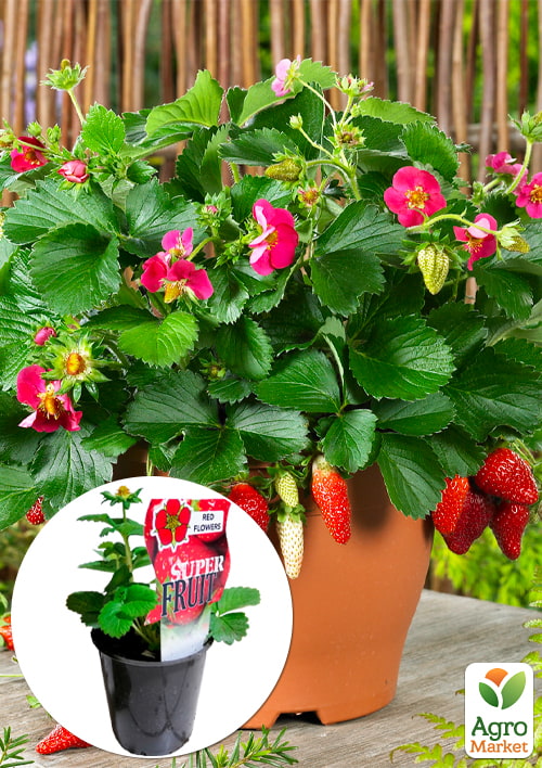 

LMTD Полуниця ремонтантна Toscana (горшкове, тривале плодоношення)