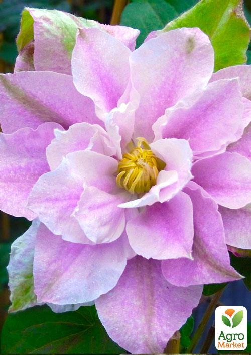 

Клематис Dancing Smile (повторноцветущий сорт)