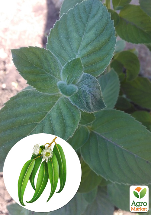 

М'ята Евкаліптова Menta Eucalyptus