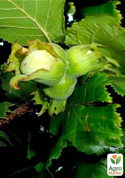 

Эксклюзив! Фундук "Долинский" (Dolinsky) (премиальный, скороплодный, морозостойкий сорт)