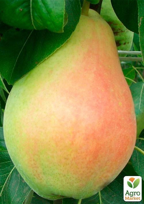 

Груша "Наталка" (зимний сорт, поздний срок созревания)