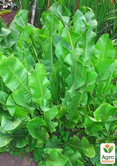 

Хрен Рижский (острая, пикантная пряность для консервации)