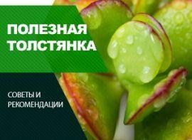 Лікувальні властивості товстянки - корисні статті про садівництво від Agro-Market