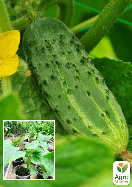 

Розсада Огірок «Родничок» (фермерське вирощування), 1шт в упаковці