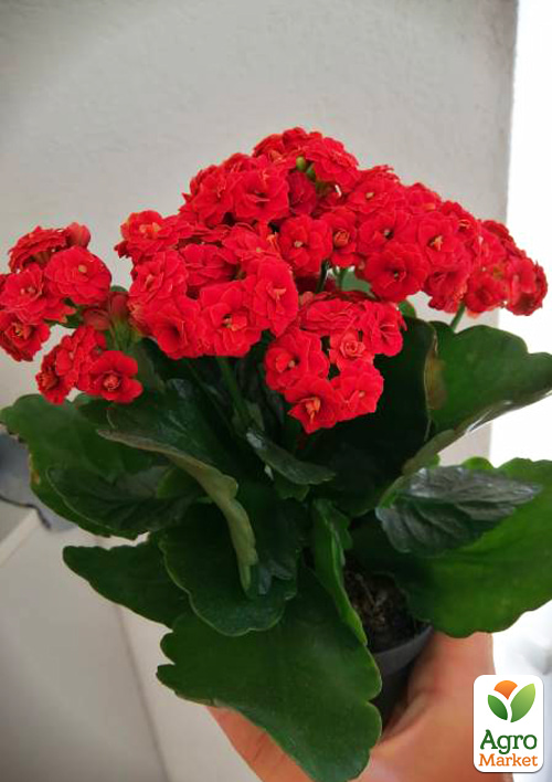 

Каланхоэ Блоссфельда Red (Kalanchoe Blossfeldiana) (Нидерланды)