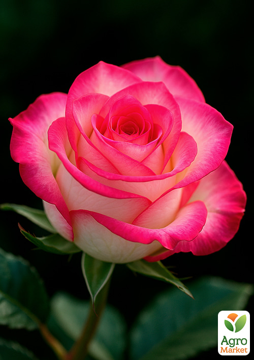 

Троянда чайно-гібридна Джаміля (саджанець класу АА+) вищий сорт