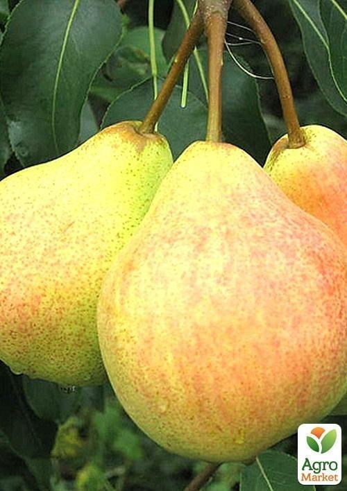 

Груша Ильинка (летний сорт, ранний срок созревания)