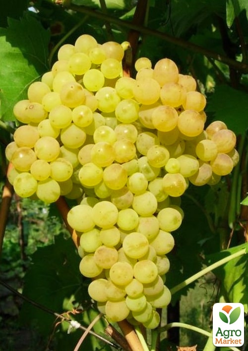 

Виноград Елица (кишмиш очень раннего срока созревания)